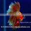 Halfmoon Betta Fish Farm For Sale and Export / Ornamental Fish Thailand