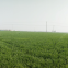 Drip Irrigation