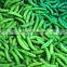 Experienced and Professional Supplier of IQF Frozen Sweet Sugar Snap Pea