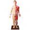 HC-S231 Human anatomy model, human muscle model/ Human body level anatomy with internal organs model