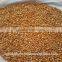 Yellow Corn for Animal Feed