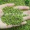 New Crop Peeled Green Mung Beans
