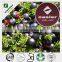 Acai Berry Extract Template