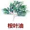 100% Natural Eucalyptus Essential Oil bulk 70%, 80%, 99% eucalyptol CAS No. 8000-48-4