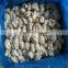 frozen decorating cauliflower florets export to Japan and Europe