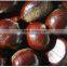 sweet top quality frozen ringent chestnuts with shell