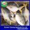 Gain Ocean Food Farm Raised Seafood Available Size Frozen Whole Golden Pompano Fish