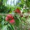 Fruit Tree Seeds Big Sweet Peach Seeds For Planting