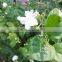 Natural Jasmine Oil For Wholesale Price