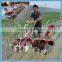 Weeding Machine for Rice Cultivation/Farm Machine Cultivator Weeder