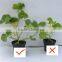 High Quality Food Grade Amino Acid Liquid/powder From Plant Source