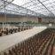 PC Sheet / Polycarbonate Greenhouse for flower growing