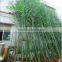 SJLJ013723 high quality artificial bamboo stick plastic evergreen bamboo plant