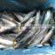 2017 New food grade pacific mackerel frozen manufactured in China