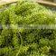 100% Organic Sea Grapes Seaweed From Vietnam/ Sea Grapes Health Benefits