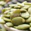 Highly Recommended Pumpkin Seeds Green Squash Seeds for south africa