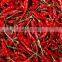 Chaotian Dried Chili Red Pepper Chinese Hot Redchili New Crop