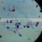 Teacher teaching microscope slides 7101