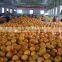 Chinese Fresh Honey Pomelo from Factory