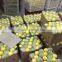 Fresh Lemon Exporter