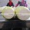 Chinese radish price