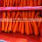 Small Size Fresh Carrot For Dubai Market