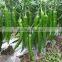 Hybrid green red chilli pepper seeds for sale-Diao Chan