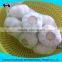 pure white fresh garlic size4.5cm