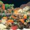 Single Side Aquarium background