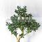 Decorative Pot Trees
