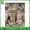 Cycas revoluta bare root (multihead) (2)