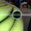 agricultural hose pipe