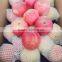 Fresh high Quality Fuji Apples for Sale Grade A fuji apple for Indian market