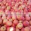 sale apple fruits to russia sweet qinguan apples fruits containing vitamin E