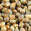 Organic Bajra/ Sorghum