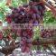 Fresh Grapes Crimson from egypt
