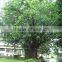 Outdoor plants Ficus elastica