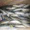 Frozen Mackerel From West of Pacific Ocean