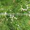 CEDARWOOD TERPENES (CUPARENE)