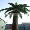 Patented and Customized Date palm Tree for garden decoration