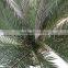decorative sago cycas cycas revoluta artificial high simulation cycads plant