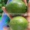 NEW GREEN LEMON / LIME HARVEST IN VIETNAM 2016 WITH BEST PRICE AND GOOD QUALITY