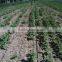 labyrinth type drip irrigation tape plastic making machine CE