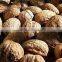 walnuts