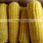 Hot sales iqf frozen yellow corn cob from China