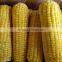 Chinese IQF steamed blanched IQF frozen sweet corn yellow corn