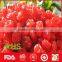 Hot sale dried red cherry tomato from China