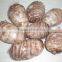 Mytext New crop fresh taro extract wholesale