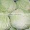 Common Cultivation Type and Fresh Style Fresh Cabbage