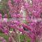 2016 High Purity Chinese Redbud Seeds For Growing